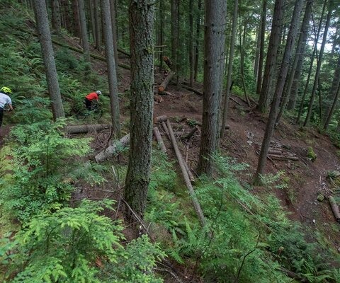 Flowing through ferns, Nick Parent and Matt Russell dive through sweeping turns on Blanchard Mountain.