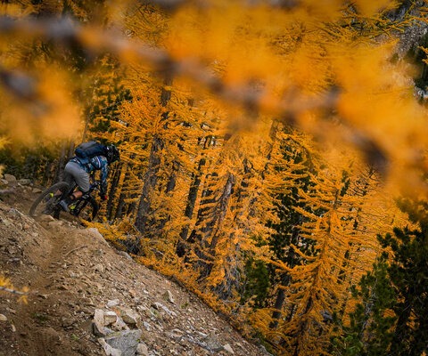 Jameson Florence drops into a sea of yellow larches on Stage 10 at Trans-Cascadia 2021 in the Sawtooth backcountry of northern Washington. Photo: Ian Terry