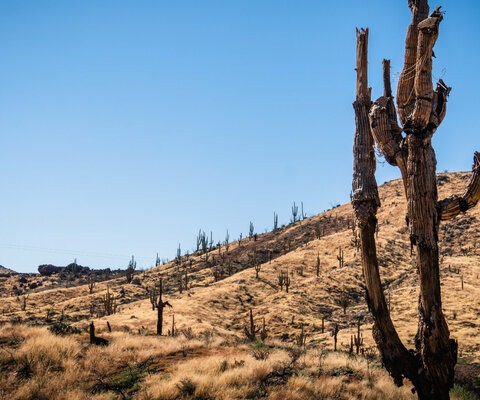 A scorched saguaro cactus stands in the southern Arizona desert. Arizona's ten most devastating wildfires on record have occurred in the past two decades.